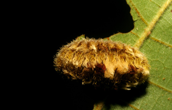 Figura 5. Detalle de alimentación <i>Mesoscia unifasciata</i> (Megalopygidae). (06-SRNP-43866-DHJ417397).