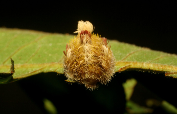 Figura 6. Detalle de alimentación <i>Mesoscia unifasciata</i> (Megalopygidae). (06-SRNP-43866-DHJ417399).