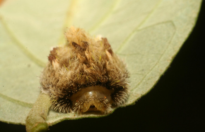 Figura 9. Detalle cabeza, <i>Mesoscia unifasciata</i> (Megalopygidae). (06-SRNP-5508-DHJ411109).