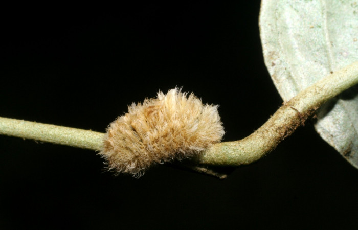 Figura 4. Detalle dorsal <i>Mesoscia unifasciata</i> (Megalopygidae). (08-SRNP-4751-DHJ437665).