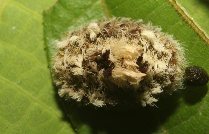 Figura 8. Detalle dorsal, <i>Mesoscia unifasciata</i> (Megalopygidae). (18-SRNP-71062-DHJ742326).