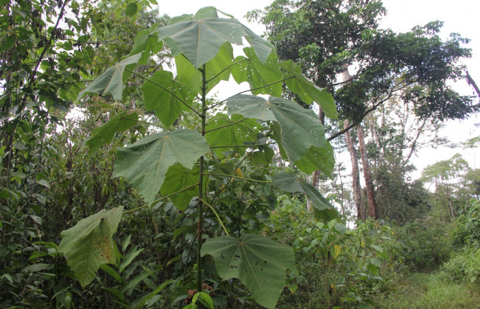 Fig 1. Unas de las planta hospedera donde más se alimenta <i>Mesoscia unifasciata</i> (Megalopygidae), <i>Ochroma pyramidale</i> (Malvaceae). Foto, Minor Carmona Camino a Río Niño, Estación Biológica Wege.            Fig 1. Unas de las planta hospedera donde más se alimenta Mesoscia unifasciata (Megalopygidae), Ochroma pyramidale (Malvaceae). Foto, Minor Carmona Camino a Río Niño, Estación Biológica Wege.        Fig 1. Unas de las planta hospedera donde más se alimenta <i>Mesoscia unifasciata</i> (Megalopygidae), <i>Ochroma pyramidale</i> (Malvaceae). Foto, Minor Carmona Camino a Río Niño, Estación Biológica Wege.