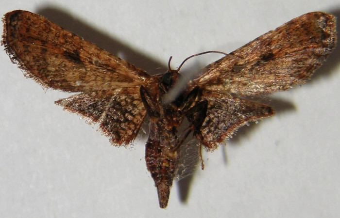 Fig. 16. Vista ventral del adulto macho de <i>Rhodoneura terminalis</i> (Thyrididae). Voucher: 02-SRNP-1981-DHJ368387.