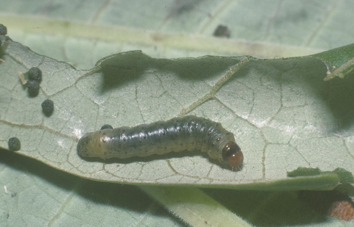 Fig. 2. Vista lateral completa de <i>Rhodoneura terminalis</i> (Thyrididae). Voucher: 05- SRNP-30947-DHJ88693.     