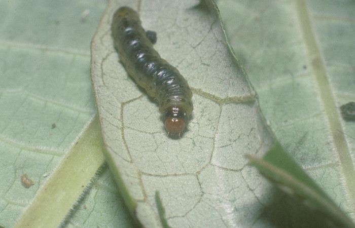 Fig. 3. Vista de la cabeza y dorsal completa de <i>Rhodoneura terminalis</i> (Thyrididae). Voucher: 05- SRNP-30947-DHJ88694.