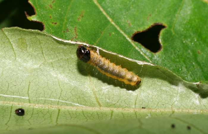 Fig. 8 . Prepupa de <i>Rhodoneura terminalis</i> (Thyrididae), vista dorsal, adherido a hilos de seda, le sirve como casa protectora. Voucher: 06-SRNP-36382-DHJ416781.