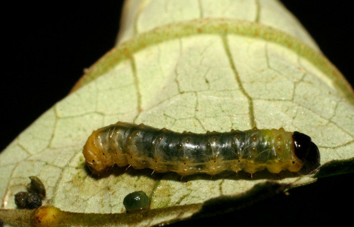 Fig. 4. Vista lateral de <i>Rhodoneura terminalis</i> (Thyrididae). Voucher: 07-SRNP-35625- DHJ420112.