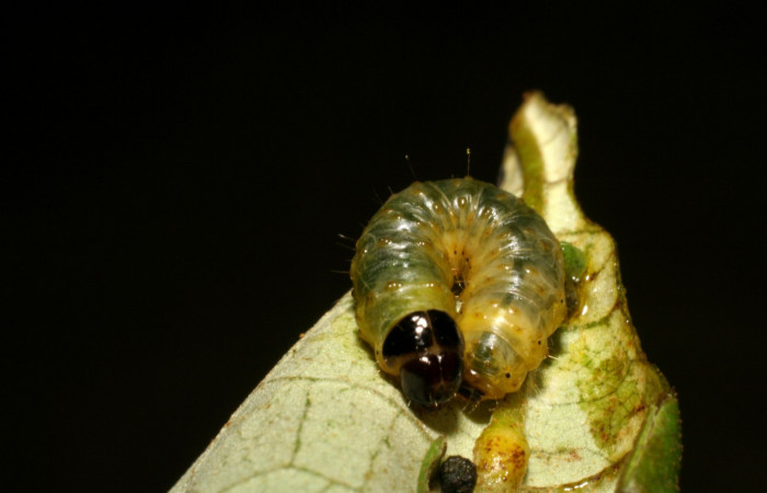 Fig. 5. Vista dorsal que muestra el torax y línea del cuello negro <i>Rhodoneura terminalis</i> (Thyrididae). Voucher: 07-SRNP-35625-DHJ420115.