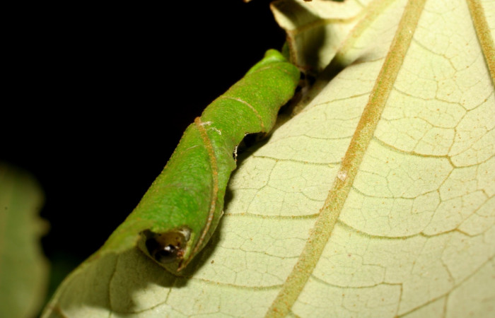 Fig. 6. Vista de la cabeza <i>Rhodoneura terminalis</i> (Thyrididae), dentro de la casa que es su protección contra los depredadores. Voucher: 07-SRNP-35625-DHJ420120.