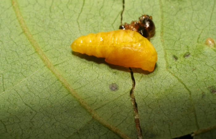 Fig. 10. Pupa recién formada de <i>Rhodoneura terminalis</i> (Thyrididae), y a su lado la piel cuando fue larva. Voucher: 07-SRNP-41855- DHJ422803.