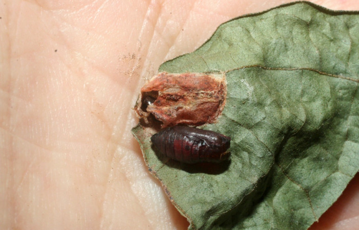 Fig. 11. Pupa <i>Rhodoneura terminalis</i> (Thyrididae), fuera del capullo que forma para protección cuando esta en proceso de metamorfosis. Voucher: 09-SRNP-40582- DHJ459353.