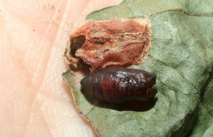 Fig. 12. Pupa <i>Rhodoneura terminalis</i> (Thyrididae), fuera del capullo que forma para protección cuando esta en proceso de metamorfosis. Voucher: 09-SRNP-40582- DHJ459354.