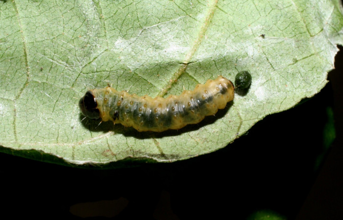 Fig. 9. Prepupa <i>Rhodoneura terminalis</i> (Thyrididae), vista dorsal en posición, adherido a hilos de seda. (Thyrididae). Voucher: 09- SRNP-56072-DHJ460052.