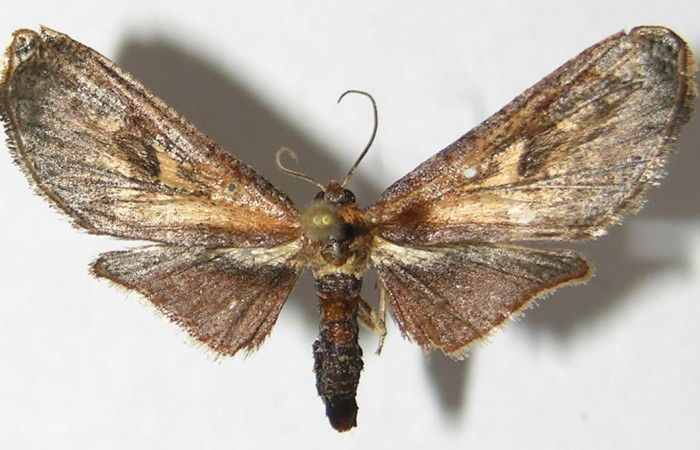 Fig. 17. Vista dorsal del adulto hembra de <i>Rhodoneura terminalis</i> (Thyrididae). Voucher: 09-SRNP-7063- SRNP-7063-DHJ523086.