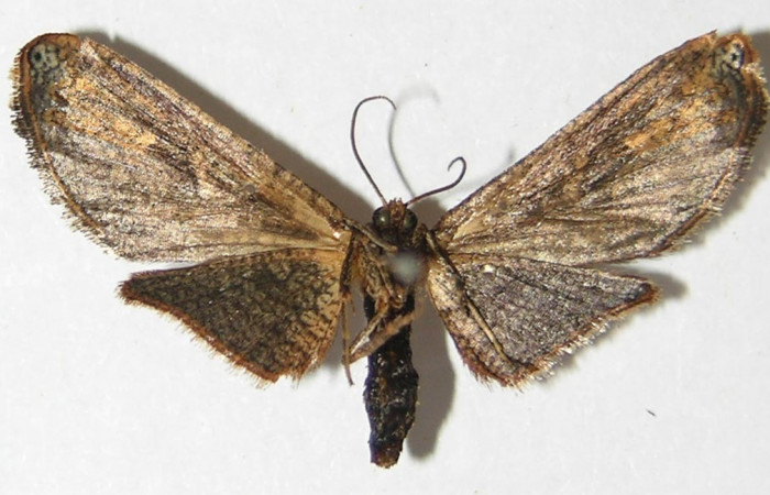 Fig. 18. Vista ventral del adulto hembra de <i>Rhodoneura terminalis</i> (Thyrididae). Voucher: 09-SRNP-7063- SRNP-7063-DHJ523087.