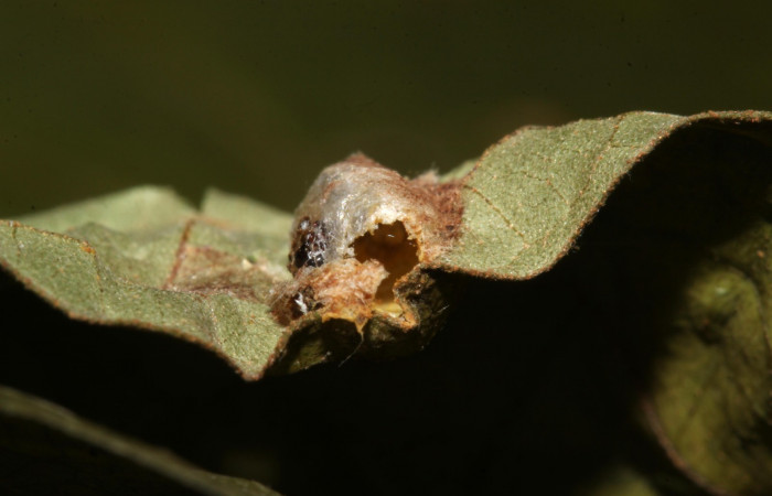 Fig. 14. Vista de un pupario de (Tachinidae), <i>Argyrophylax</i> Wood05 eclosionado, en <i>Rhodoneura terminalis</i> (Thyrididae). Voucher: 19-SRNP-30475-DHJ764204.