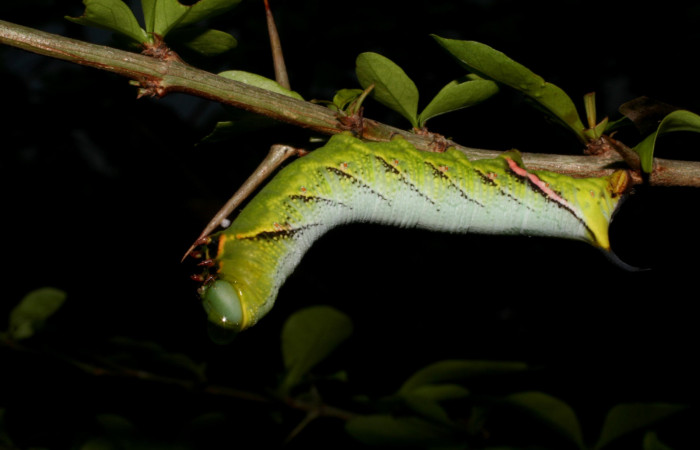Fig. 10. Larva de <i>Aellopus titan</i> (Sphingidae). Voucher: 05-SRNP-15564-DHJ403358