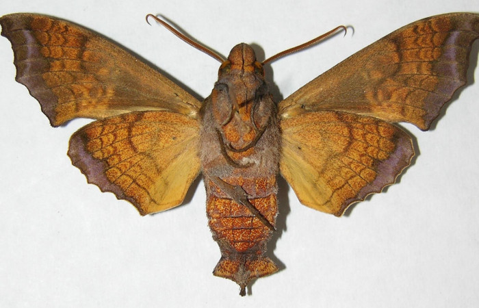 Fig. 2. Macho de <i>Nyceryx coffaeae</i> (Sphingidae)  vista ventral. Voucher: 06-SRNP-2302-DHJ347455.