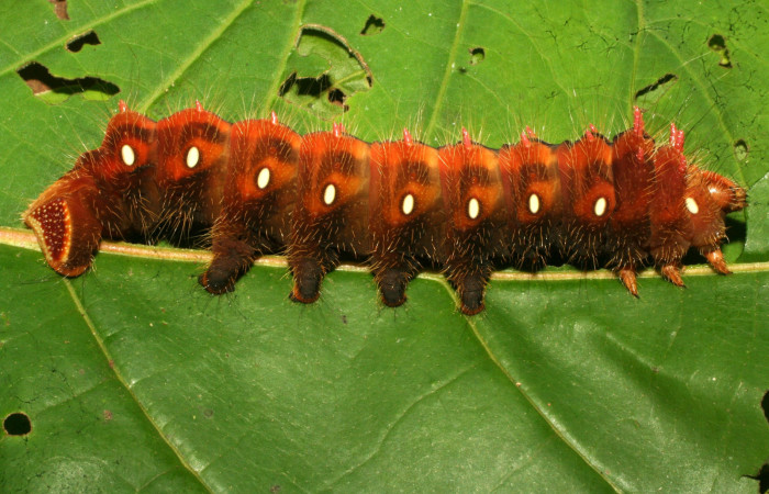 Fig. 9. Larva de <i>Eacles imperialis</i> (Saturniidae). Voucher: 11-SRNP-71138-DHJ497511