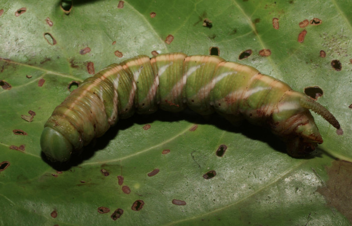 Fig. 18.  Prepupa vista lateral de <i>Nyceryx coffaeae</i> (Sphingidae). Voucher: 18-SRNP-65349-DHJ488533.