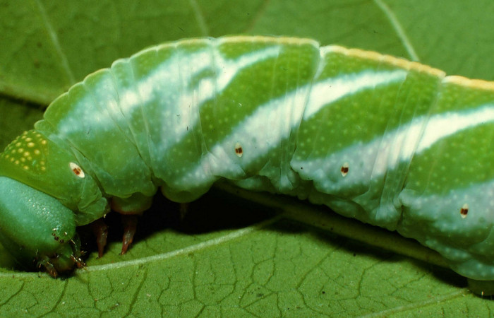 Fig. 17. Detalle cabeza lateral de  Nyceryx coffaeae (Sphingidae). Voucher: 95-SRNP-6312-DHJ23933.