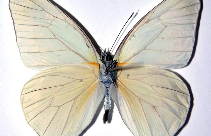 Figura 14. Adulto <i>Glutophrissa tenuis</i> (Pieridae), macho posición ventral. Sector Santa Rosa. 02-SRNP-15467-DHJ98237.