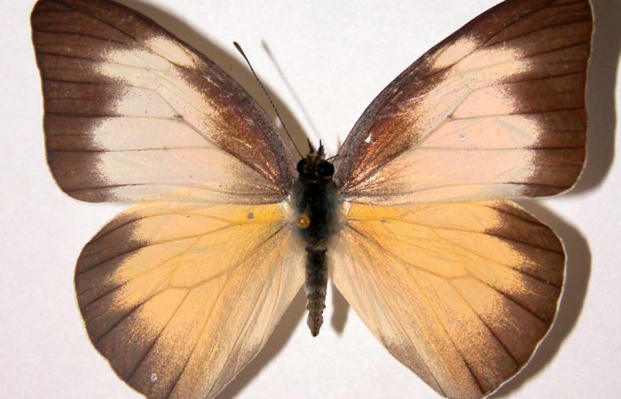 Figura 11. Adulto <i>Glutophrissa tenuis</i> (Pieridae), hembra posición dorsal. Sector Santa Rosa. 02-SRNP-15775-DHJ34730.