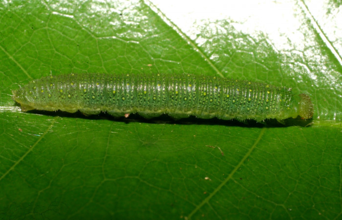 Figura 3. Larva <i>Glutophrissa tenuis</i> (Pieridae). Posición lateral entero en la hoja de la planta de <i>Dichapetalum morenoi</i> (Dichapetalaceae). El Hacha, Los Almendros.. 08-SRNP- 20421-DHJ435642.jpg.