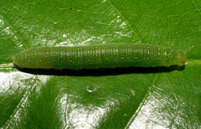 Figura 4. Larva <i>Glutophrissa tenuis</i> (Pieridae). Posición dorsal entero en la hoja de la planta de <i>Dichapetalum morenoi</i> (Dichapetalaceae). El Hacha, Los Almendros.. 08-SRNP-20421- DHJ435644.jpg