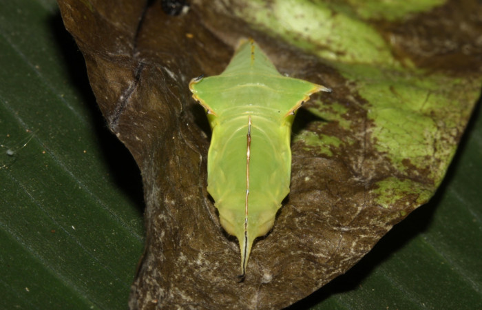 Figura 9. Pupa <i>Glutophrissa tenuis</i> (Pieridae). 13-SRNP-30654-DHJ700818.jpg.