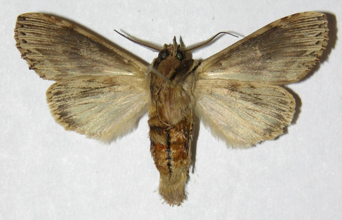 Figura 5. Adulto de <i>Xylodonta markvanputteni</i> (Notodontidae), macho vista ventral, localidad Cementerio Viejo, Sector San Cristóbal ACG (570m). Voucher: 04-SRNP-60205-DHJ310203.jpg.