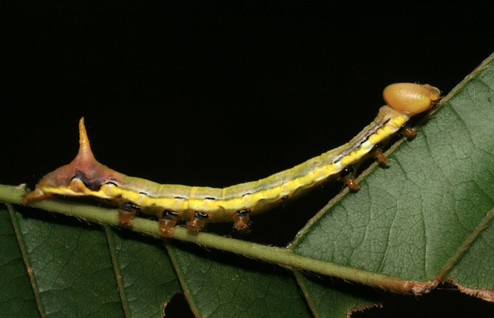 Figura 18. Larva <i>Xylodonta patrickgoodwilliei</i> (Notodontidae), último estadío (U) vista lateral, localidad Sendero Juntas, Sector Rincón Rain Forest ACG (400m). Voucher: 06-SRNP-40459-DHJ414030.jpg.