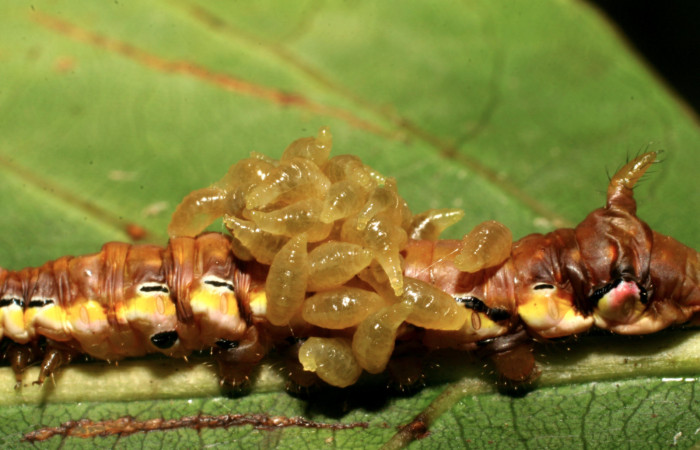 Figura 12. Larva <i>Xylodonta guarana</i> (Notodontidae), vista larvitas de parásitos <i>Euplectrus hugokonsi</i> (Eulophidae), localidad Quebrada Tibio Perla, Sector Mundo Nuevo ACG (330m). Voucher: 07-SRNP-58948-DHJ428962.jpg.