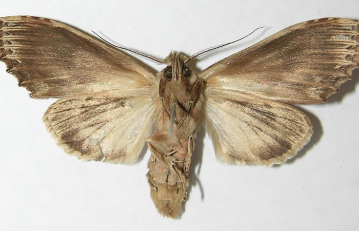 Figura 7. Adulto de <i>Xylodonta markvanputteni</i> (Notodontidae), hembra vista ventral, localidad Finca San Gabriel, Sector San Cristóbal ACG (645m). Voucher: 08-SRNP-1548-DHJ398601.jpg.
