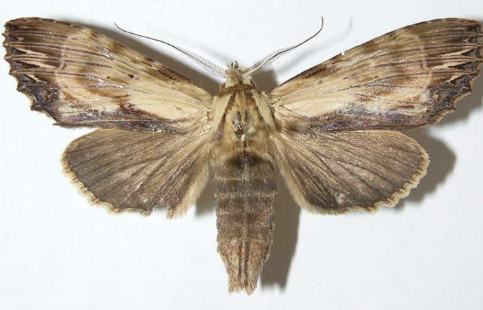 Figura 21. Adulto de <i>Xylodonta patrickgoodwilliei</i> (Notodontidae),  hembra vista dorsal, localidad Puente Palma, Sector San Cristóbal ACG (460m). Voucher: 08-SRNP-6232-DHJ398598.jpg.