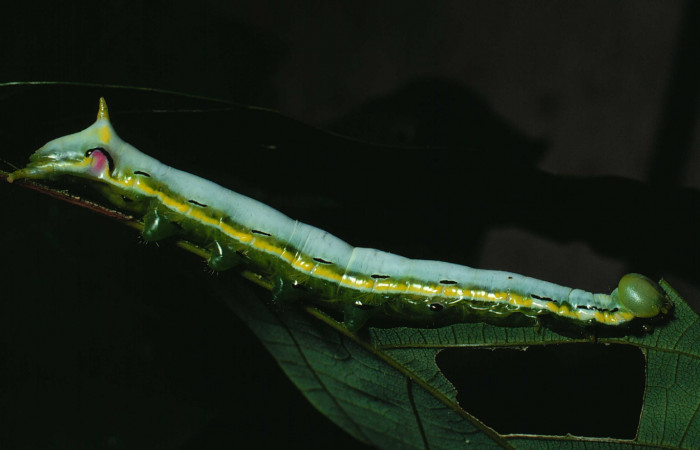 Figura 15. Larva <i>Xylodonta terrena</i> (Notodontidae), último estadío (U) vista lateral, localidad Finca San Gabriel, Sector San Cristóbal ACG (645m). Voucher: 89-SRNP-86-DHJ10970.jpg.