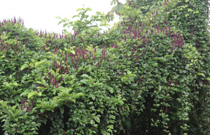 Figura 22. Planta hospedera de <i>Xylodonta patrickgoodwilliei</i> (Notodontidae), esta planta se llama <i>Dioclea wilsonii</i> (Fabaceae), Estación Biológica Quica, Sector Pitilla ACG (470m). Foto: Ricardo Calero, 21 Octubre 2016.