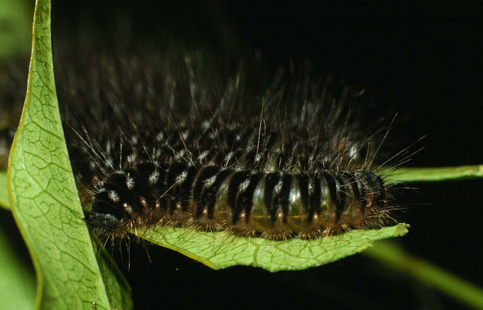 Figura 3. <i>Hades noctula</i>  (Riodinidae), último estadio, posición lateral, Estación San Cristóbal, Tajo Angeles. Voucher 01-SRNP-2576-DHJ62762.jpg.