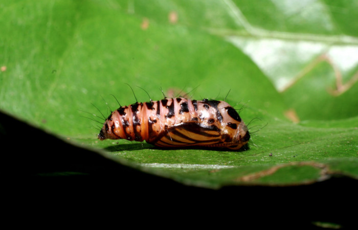 Figura 7. Pupa de <i>Hades noctula</i> (Riodinidae), posición lateral, La Perla, Estación Santa Maria. Voucher  08-SRNP-58329-DHJ449814.jpg.