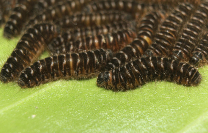 Figura 2. <i>Hades noctula</i>  (Riodinidae), último estadio, Estación Quica, Bullas. Voucher 15-SRNP-70584-DHJ727116.jpg.