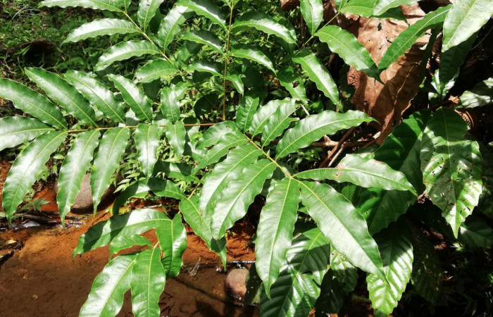 Figura 15. Planta <i>Tapirira mexicana</i> hospedera de <i>Hades noctula</i>  (Riodinidae). Sector San Cristóbal, Río Blanco Abajo. Foto. Gloria Sihezar 14 Mayo 2020.  