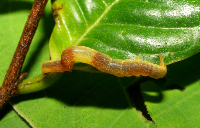 Figura 11.Dorsal central <i>Ceromacra</i> Poole02 (Erebidae).Sector Pitilla, Pasmompa, (elevación 440 metros). Colectada 23 junio 2008.(08-SRNP-31420-DHJ440472.jpg).
