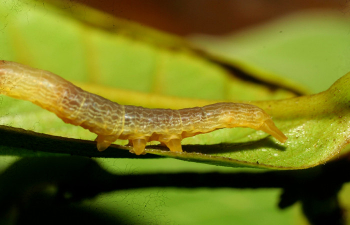 Figura 12.Lateral posterior <i>Ceromacra</i> Poole02 (Erebidae).Sector Pitilla, Pasmompa, (elevación 440 metros). Colectada 23 junio 2008.(08-SRNP-31420-DHJ440471.jpg).
