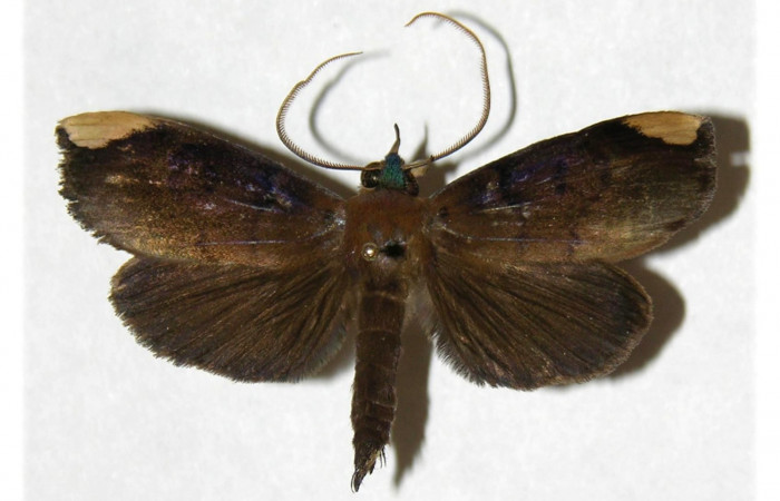 Figura 18. Adulto de <i>Ceromacra</i> fuligineaDHJ02 (Erebidae).Posición dorsal.(04-SRNP-60268-DHJ314270.jpg).