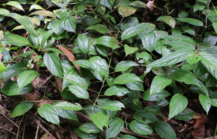Figura 19. Planta hospedera de larva <i>Ceromacra</i> fuligineaDHJ02, (Erebidae). <i>Abuta panamensis</i>, (Menispermaceae), posición hojas. Foto Ana Córdoba, 23 Marzo 2019.