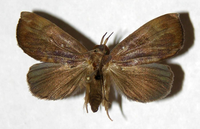 Figura 1. Adulto de <i>Ceromacra</i> Poole02 (Erebidae).Posición dorsal. (03-SRNP-9314-DHJ322104.jpg).