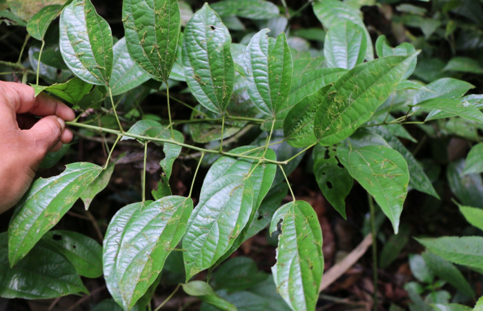 Figura 20. Planta hospedera de larva <i>Ceromacra</i> fuligineaDHJ02, (Erebidae). <i>Abuta panamensis</i>, (Menispermaceae), posición hojas. Foto Ana Córdoba, 23 Marzo 2019.