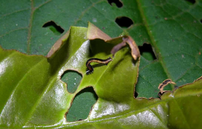 Figura 3. Lateral central <i>Ceromacra</i> Poole02 (Erebidae).Sector Pitilla, Paspompa, (elevación 440 metros). Colectada 24 setiembre 2005.(05-SRNP-34116-DHJ424229.jpg).