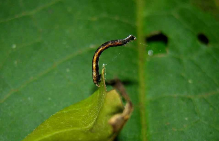 Figura 4. Lateral entero <i>Ceromacra</i> Poole02 (Erebidae).Sector Pitilla, Paspompa, (elevación 440 metros). Colectada 24 setiembre 2005.(05-SRNP-34116-DHJ424230.jpg).