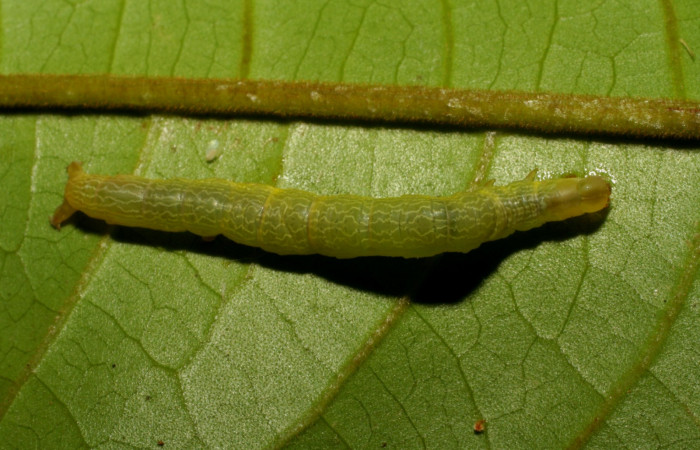Figura 7. Dorsal entero <i>Ceromacra</i> Poole02 (Erebidae).Sector San Cristobal, Sendero Huerta, (elevación 527 metros). Colectada 7 enero 2006.(06-SRNP-93-DHJ409350.jpg).